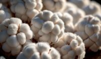 Cotton Prices