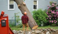 How Do Experts Safely Remove Large Trees?