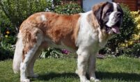 Saint Bernard Price in India – A Complete Guide