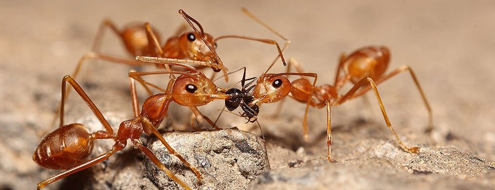 ant-control-london