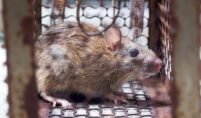 mice-control-richmond-hill