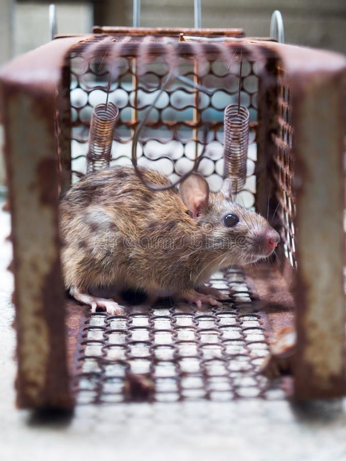 mice-control-richmond-hill