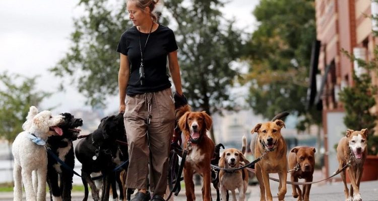 Dog Walking London