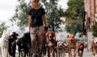 Dog Handling Jobs London