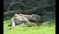 dead animal in columbus