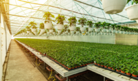 4-year greenhouse cover