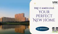 DLF Camellias