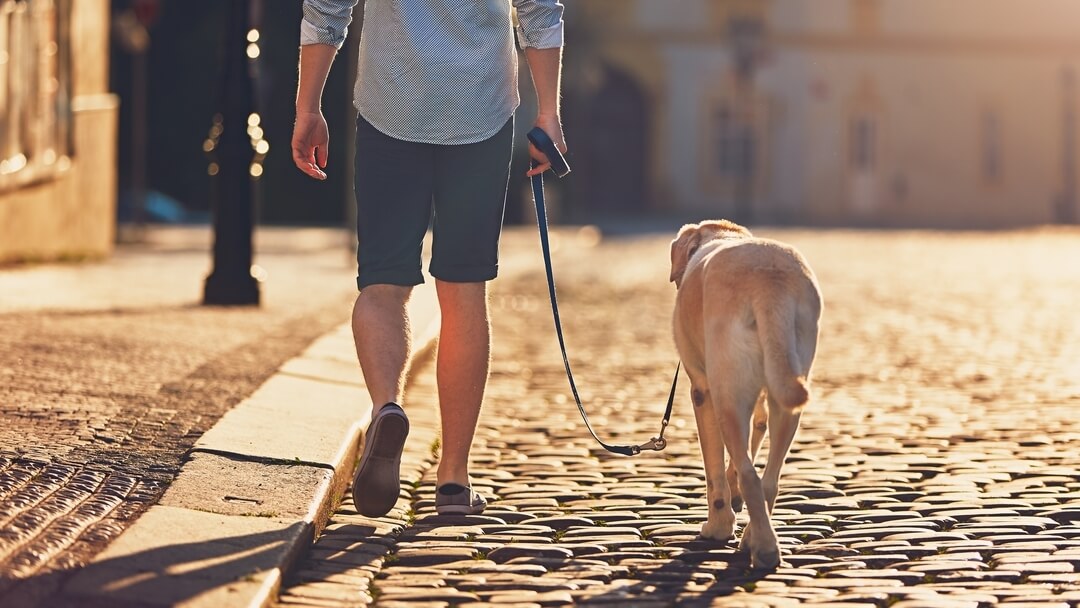 Dog Care Services West London
