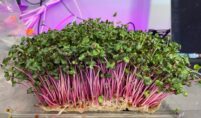 Microgreens Market