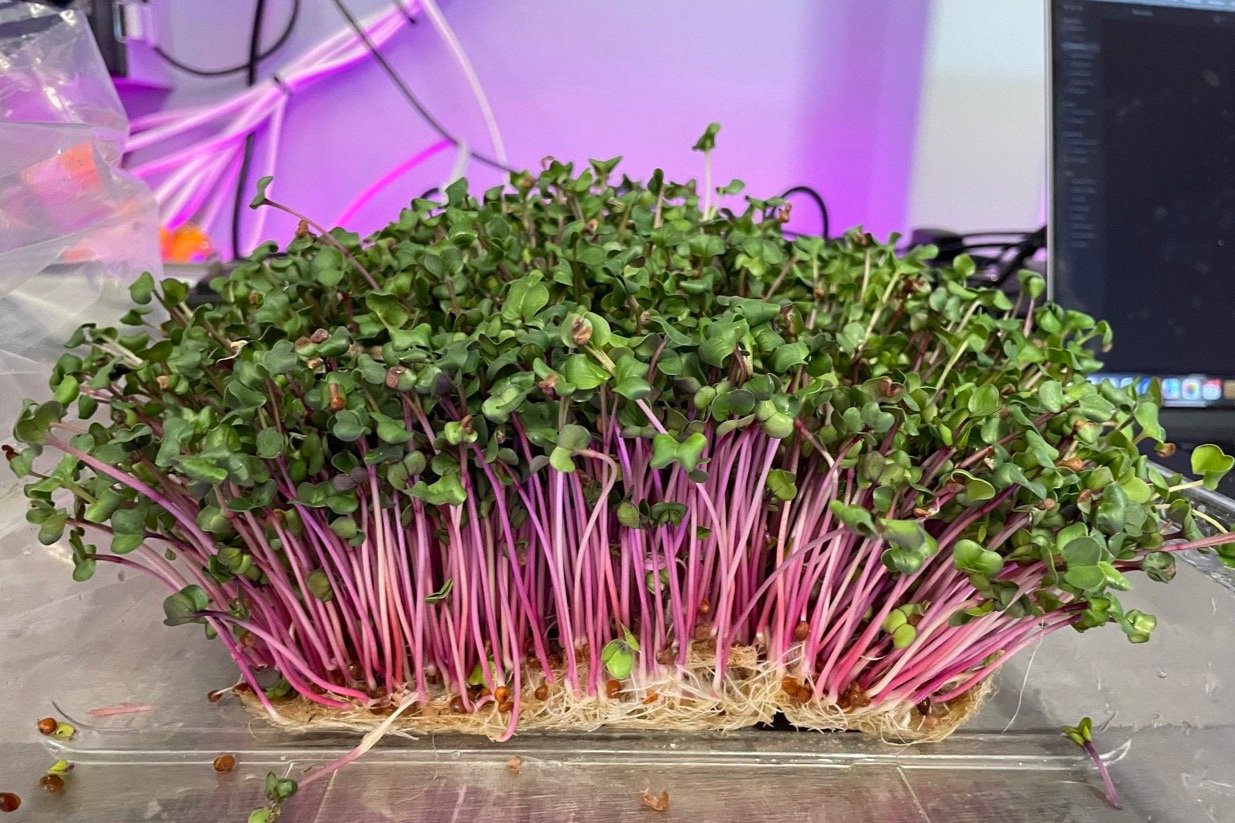 Microgreens Market