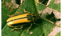 elm leaf beetle treatment
