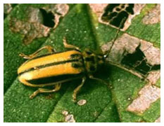 elm leaf beetle treatment