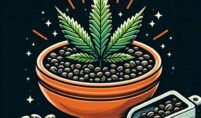 jackherer