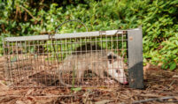 Possum Removal