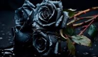The Depth of Wilted Black Rose by Frank Rahmaan