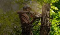 Tree Surgeon in Swindon