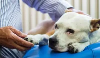 pet Euthanasia