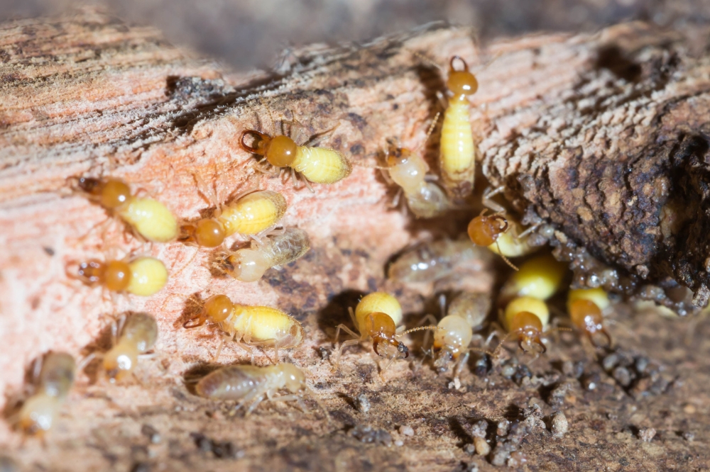 termite treatment