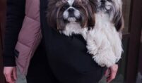 dog overnight bag