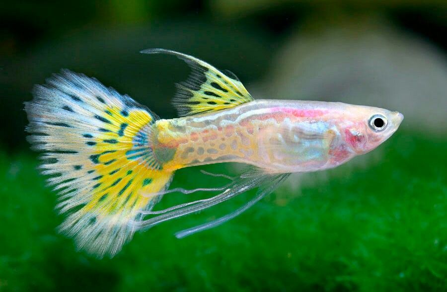 Tropical fish