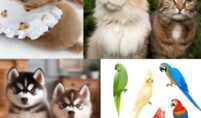 Toy Breeds vs Large Breeds: Which Puppy Suits You Best?