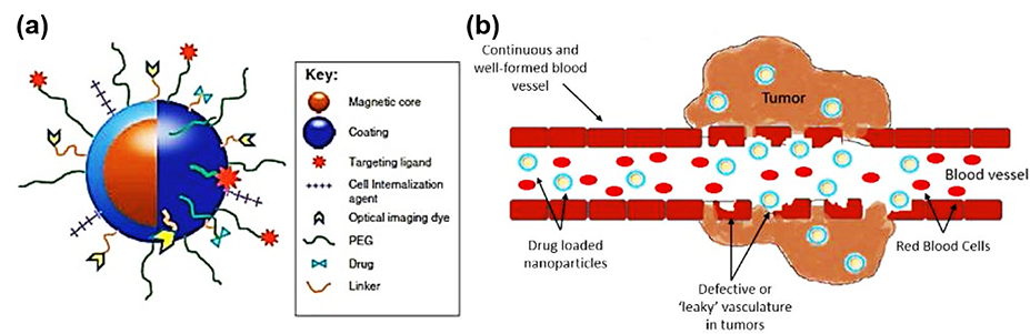 Bio-Targeted Small Molecules Conjugated Magnetic Nanoparticles