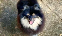 chocolate parti Pomeranian