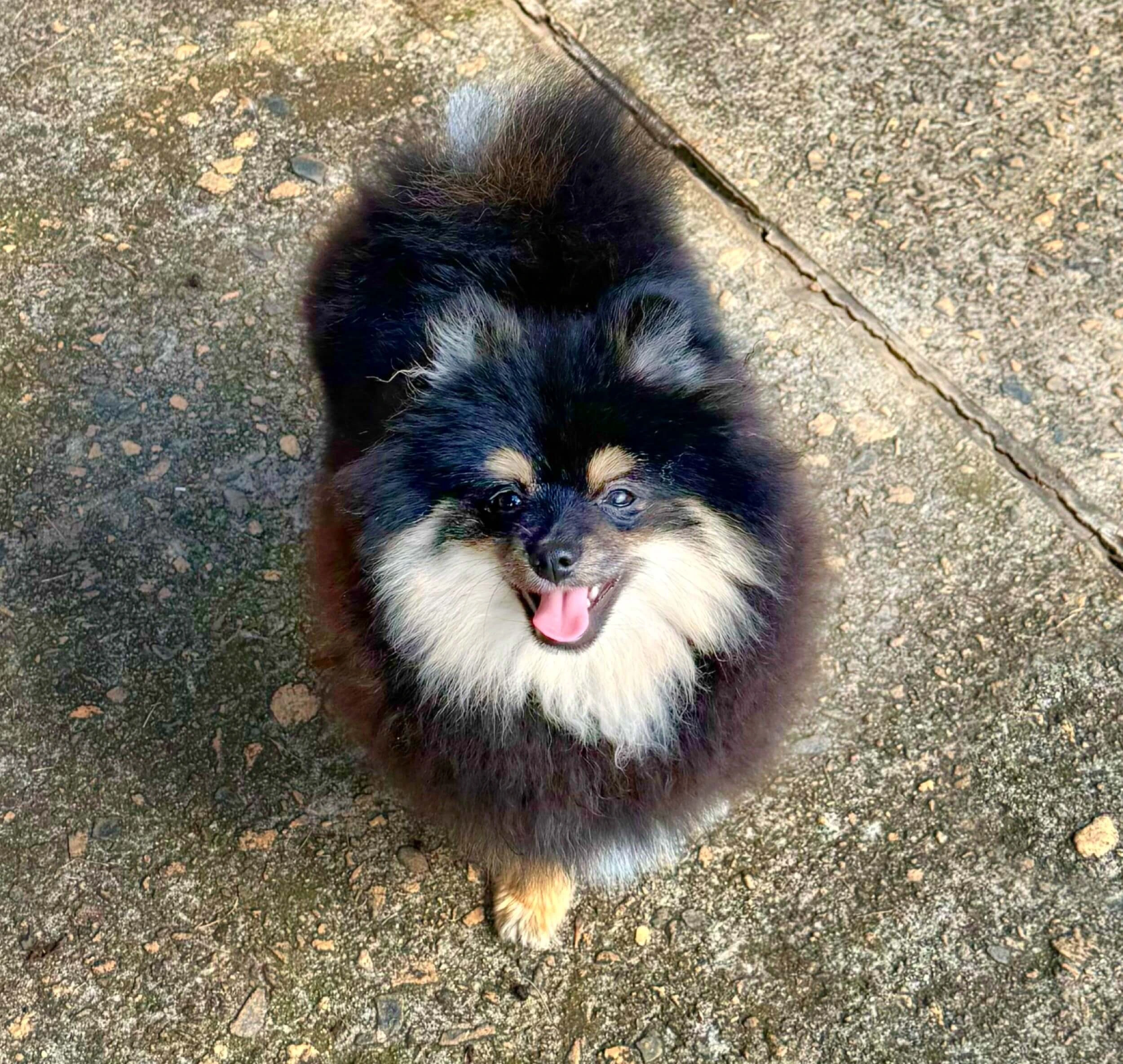 chocolate parti Pomeranian