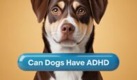 Can Dogs have ADHD