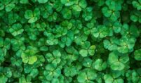 Clover Farming in India Easy Methods for High Yield
