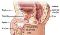 Begma 150 mg—a high-potency form of sildenafil citrate—is frequently prescribed for erectile dysfunction