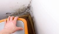Eco-Friendly Mold Removal: Is It Possible?