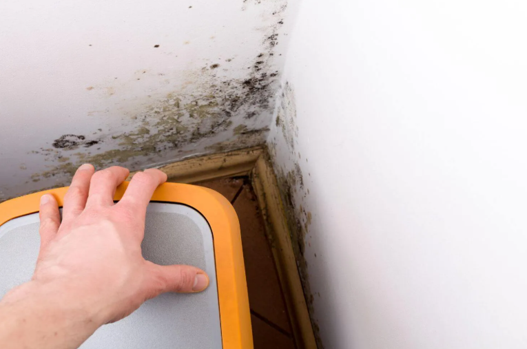 Eco-Friendly Mold Removal: Is It Possible?