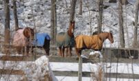 horse rescue and rehoming