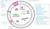 Purified Exosomes
