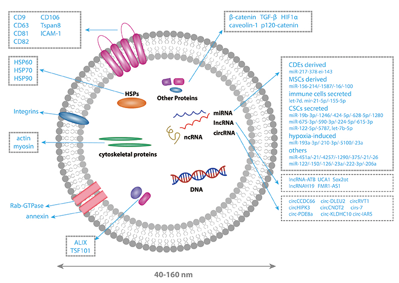 Purified Exosomes