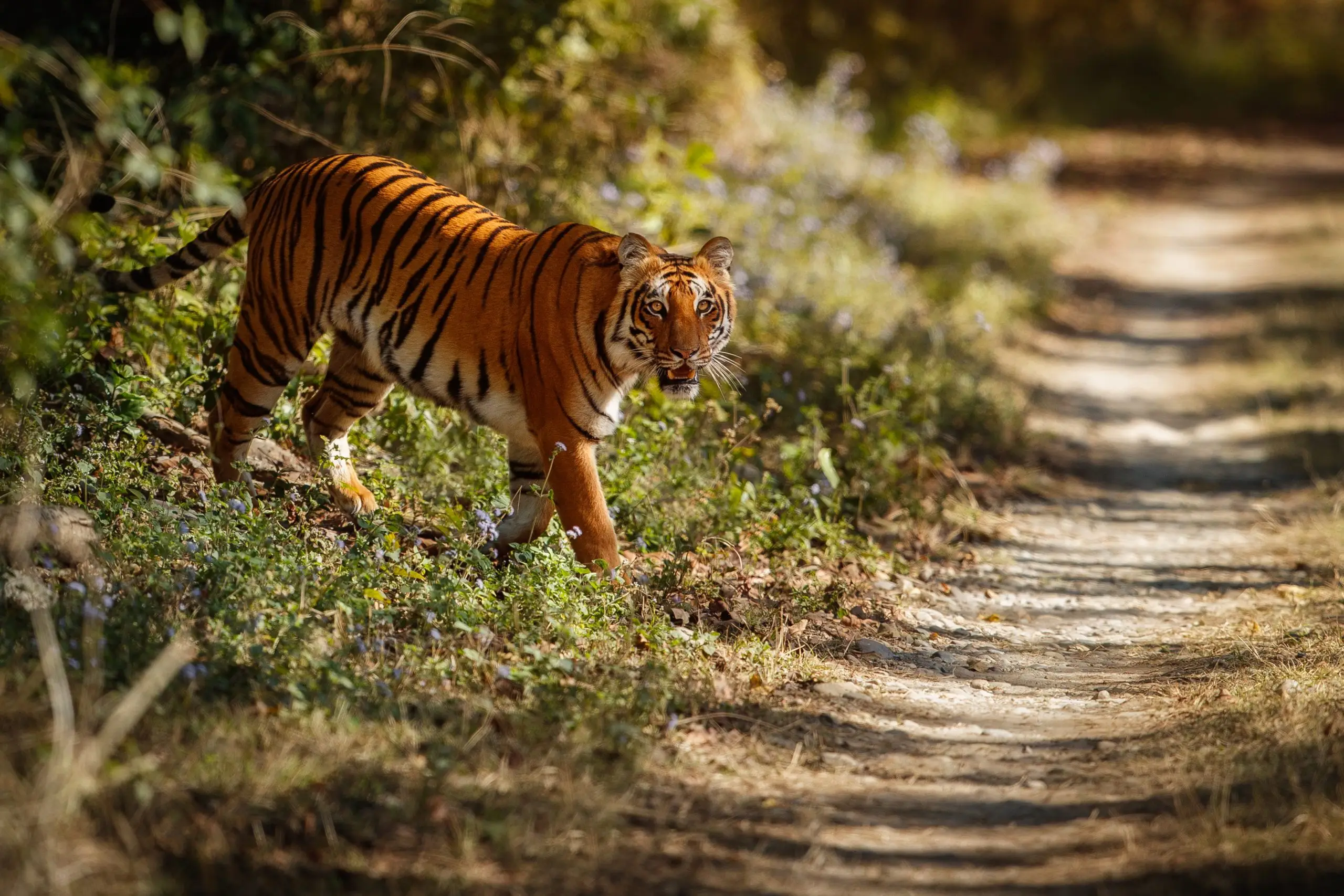 Top 5 Wildlife Experiences You Can Have in India