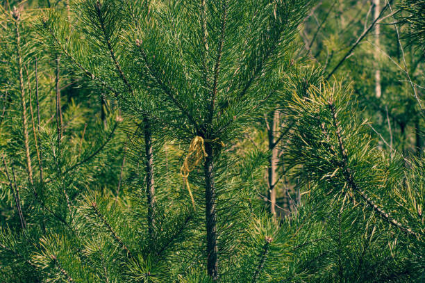 leyland cypress disease treatment