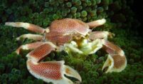 What makes porcelain anemone crabs symbiotic allies?