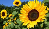 Sunflower farming