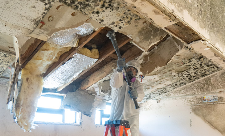 The Benefits of Professional Residential Mold Services