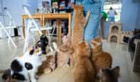 Pet Day Care