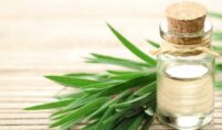 Tea Tree Oil Bulk Suppliers