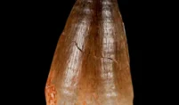 dinosaur teeth