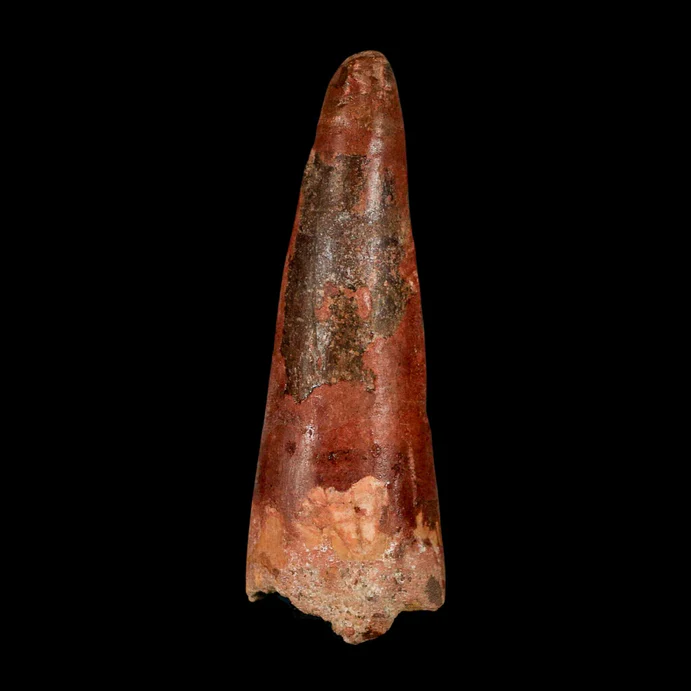 Spinosaurus Tooth