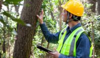 Tree Survey