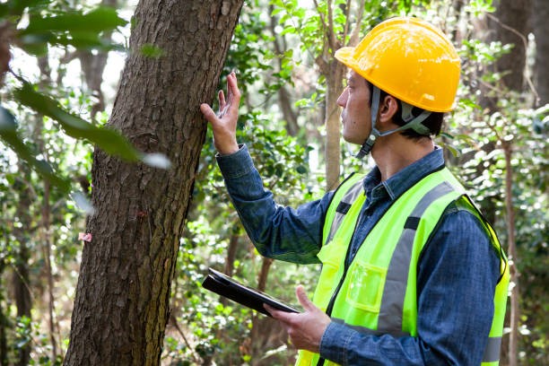 Tree Survey