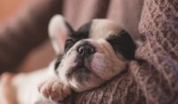 pet hospice