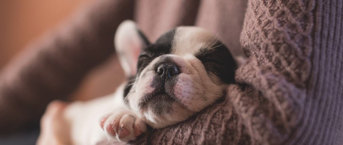 pet hospice