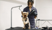 grooming school in Houston